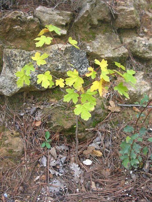 Acer campestre